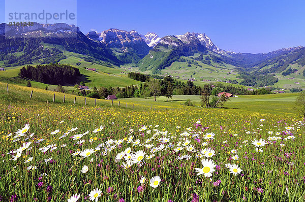 Blume Wiese Ansicht Geographie Bergmassiv Schweiz