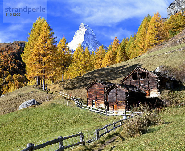 Baum frontal Matterhorn Herbst Lärche Laub Schweiz Kanton Wallis
