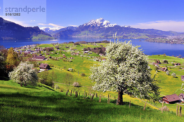 nahe Baum Frucht See blühen Berg voll Luzern Schweiz Kanton Luzern