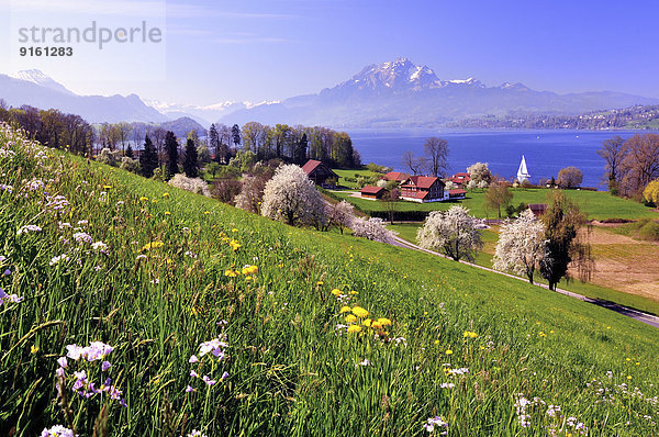 Baum Kirsche See blühen voll Luzern Schweiz Kanton Luzern