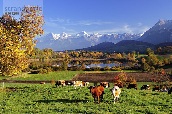 Hausrind Hausrinder Kuh See frontal Herbst Schweiz Kanton Bern