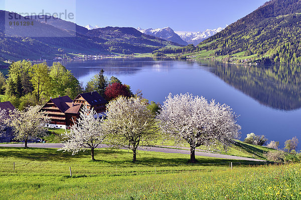 Blume Baum Kirsche Fokus auf den Vordergrund Fokus auf dem Vordergrund Schweiz Kanton Zug