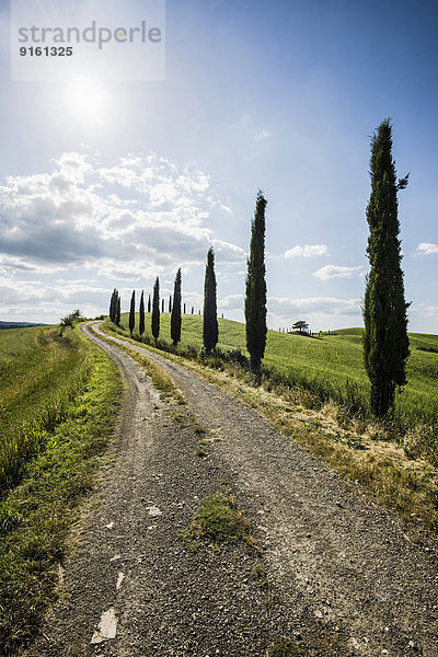 Zypressen (Cupressus sempervirens) und Feldweg  Val d'Orcia  bei Buonconvento  Provinz Siena  Toskana  Italien