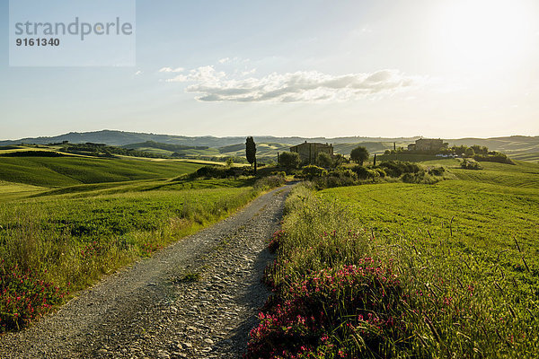 Landschaft mit Hügeln und Zypressen  Abendlicht  Val d'Orcia  UNESCO Weltkulturerbe  bei Pienza  Provinz Siena  Toskana  Italien