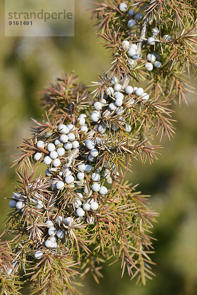 Wacholder (Juniperus communis)  Emsland  Niedersachsen  Deutschland