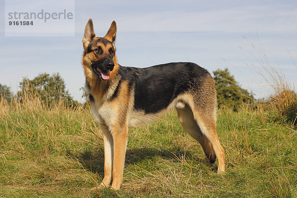 Deutscher Schäferhund Deutsche Schäferhunde Mischling