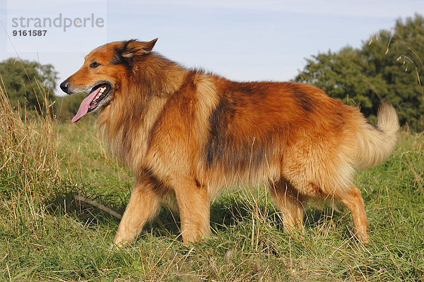 Mischling Collie