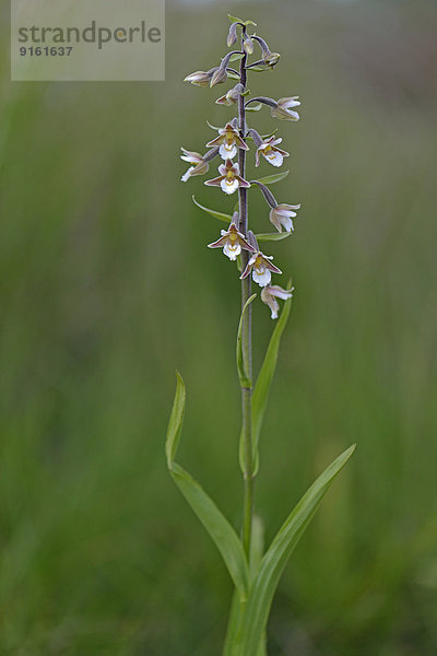 Sumpfstendelwurz (Epipactis palustris)  Emsland  Niedersachsen  Deutschland