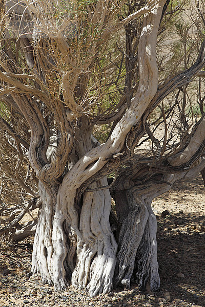 Saxaulbaum (Haloxylon sp.)  Gobi-Gurvansaikhan-Nationalpark  Wüste Gobi  Südwüste  Ömnö-Gobi-Aimag  Mongolei