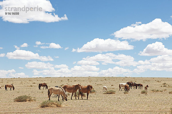 Grasende mongolische Pferde  Mittelwüste  Dund-Gobi-Aimag  Mongolei