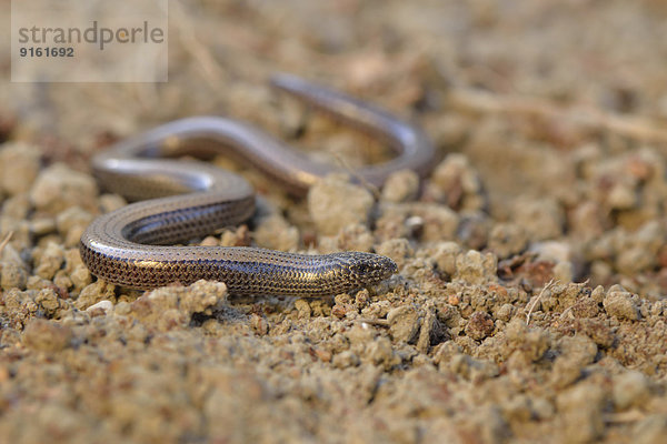 Adulter Schlangenskink (Ophiomorus punctatissimus)  Lykien  Türkei