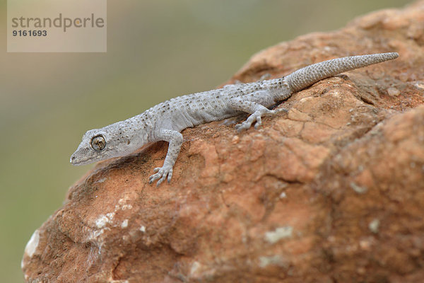 Adulter Ägäischer Bogenfingergecko (Cyrtopodion kotschyi ciliciensis  Mediodactylus kotschyi ciliciensis)  Lykien  Türkei