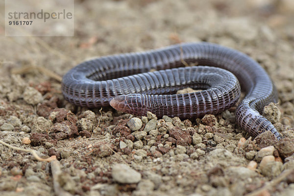 Türkische Ringelwühle (Blanus strauchi aporus)  Lykien  Türkei