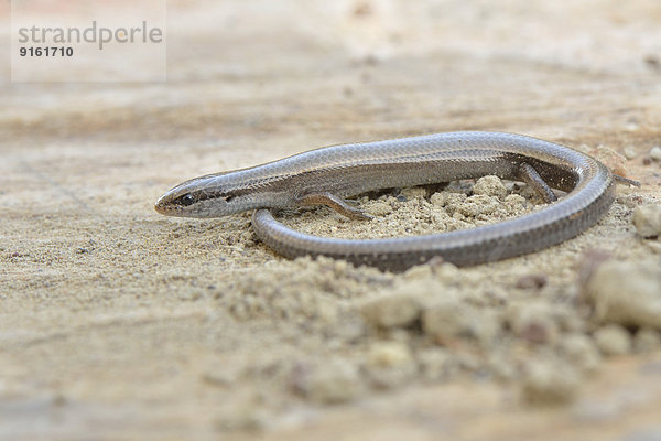 Adulter Budaks Snake-eyed Skink (Ablepharus budaki anatolicus)  Lykien  Türkei