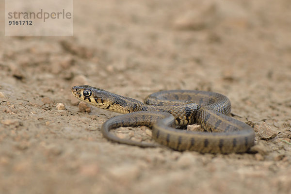 Subadulte Ringelnatter (Natrix natrix persa)  Lykien  Türkei