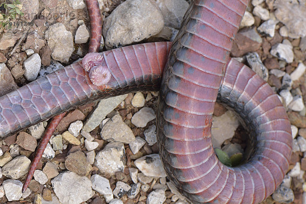 Geschlechtsteil oder Hemipenis einer Schlange  Anatolische Pfeilnatter (Dolichophis jugularis)  Lykien  Türkei