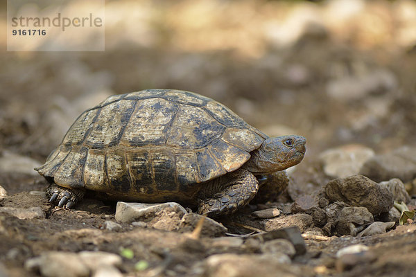 Ausgewachsene Maurische Landschildkröte (Testudo graeca terrestris)  Lykien  Türkei