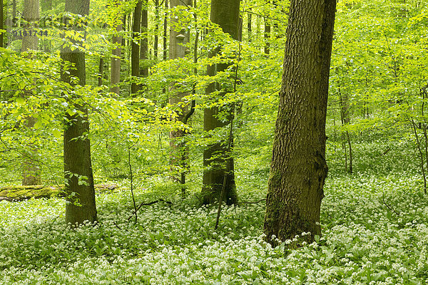 Rotbuchenwald  Rotbuchen (Fagus sylvatica) und blühender Bärlauch  Waldknoblauch oder Wilder Knoblauch (Allium ursinum)  Nationalpark Hainich  Thüringen  Deutschland