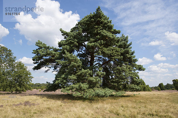 Waldkiefer oder Gemeine Kiefer (Pinus sylvestris)  Naturpark Lüneburger Heide  Niedersachsen  Deutschland