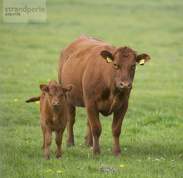Hausrinder (Bos primigenius taurus)  Kuh und Kalb stehen auf einer Weide  Niedersachsen  Deutschland