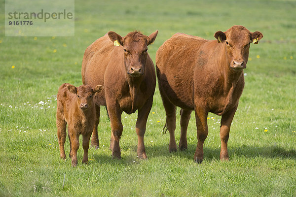 Hausrinder (Bos primigenius taurus)  Kühe und Kalb stehen auf einer Weide  Niedersachsen  Deutschland