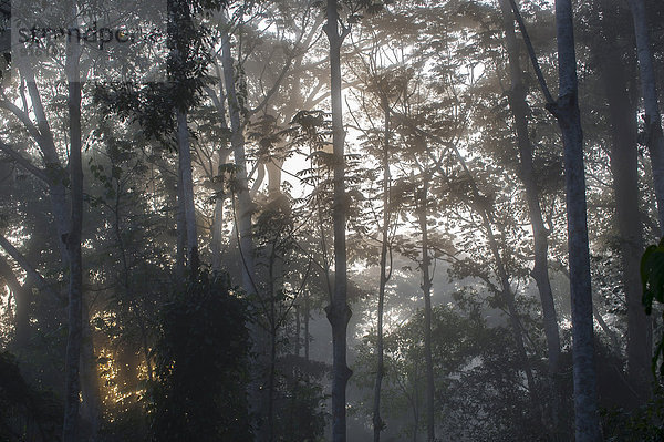 Baumkronen im Regenwald  Lobéké-Nationalpark  Region Ost  Kamerun