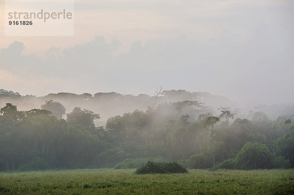 Nebel über einer Lichtung im Regenwald nach einem Wolkenbruch  Djaloumbé  Lobéké-Nationalpark  Region Ost  Kamerun