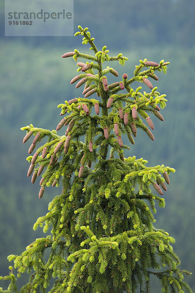 Gemeine Fichte (Picea abies)  junge Zapfen  Niedersachsen  Deutschland