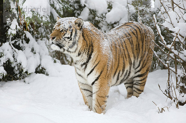 Sibirischer Tiger oder Amurtiger (Panthera tigris altaica)  steht im Schnee  captive  Sachsen  Deutschland