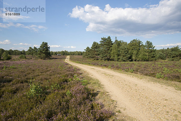 Weg in Heidelandschaft  Naturschutzgebiet Lüneburger Heide  Niedersachsen  Deutschland