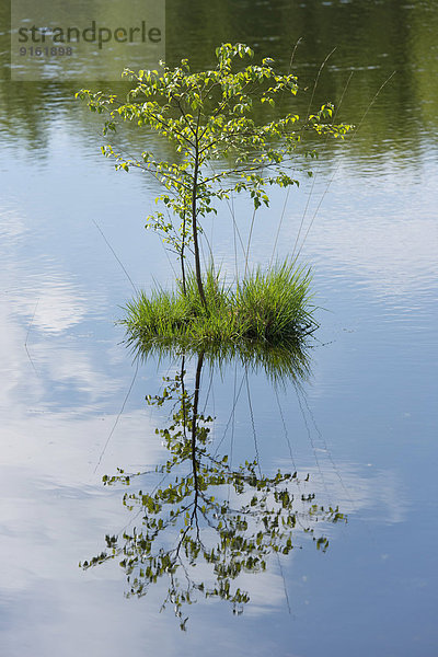 Junge Moor-Birke (Betula pubescens) und Blaues Pfeifengras (Molinia caerulea)  NSG Goldenstedter Moor  Niedersachsen  Deutschland