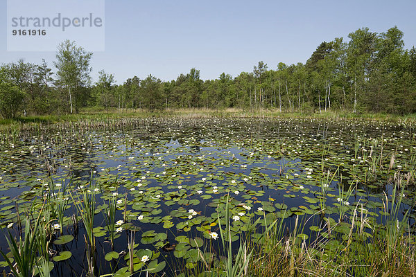 Teich mit Weißen Seerosen (Nymphaea alba)  Breites Moor  bei Celle  Niedersachsen  Deutschland