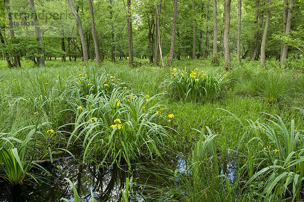 Sumpf-Schwertlilie oder Gelbe Schwertlilie (Iris pseudacorus)  blühend im Erlen-Bruchwald  Schwarz-Erle (Alnus glutinosa)  Niedersachsen  Deutschland