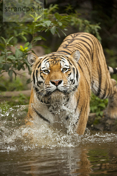 Sibirischer Tiger oder Amurtiger (Panthera tigris altaica) läuft ins Wasser  captive  Sachsen  Deutschland