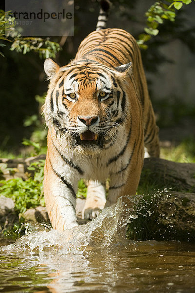 Sibirischer Tiger oder Amurtiger (Panthera tigris altaica) läuft ins Wasser  captive  Sachsen  Deutschland