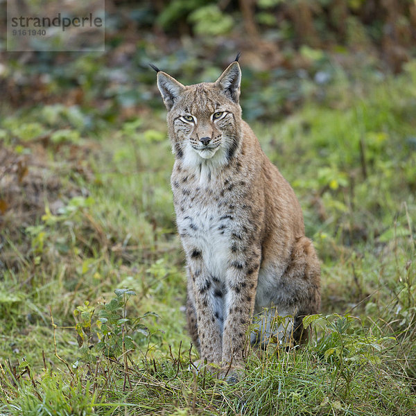 Eurasischer Luchs  Nordluchs (Lynx lynx)  captive  Niedersachsen  Deutschland