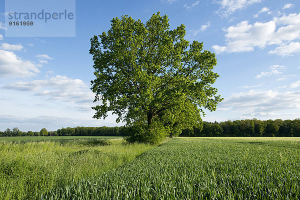 Einzeln stehende Stieleiche (Quercus robur) in einem Feld  Niedersachsen  Deutschland