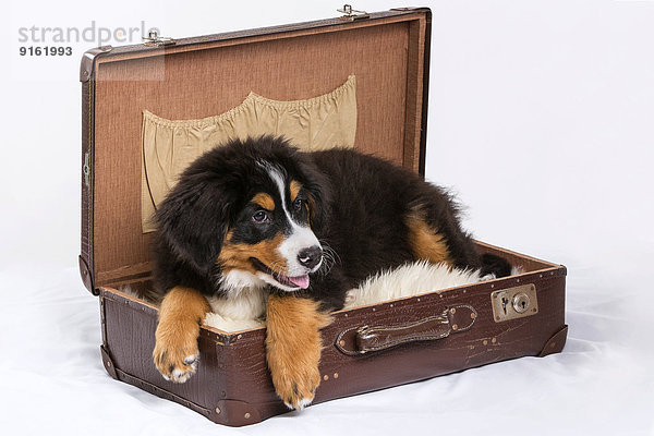 Berner Sennenhund  Welpe  16 Wochen  liegt in einem Koffer