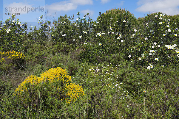 Wildblumen im Frühling  Distrikt Faro  Portugal