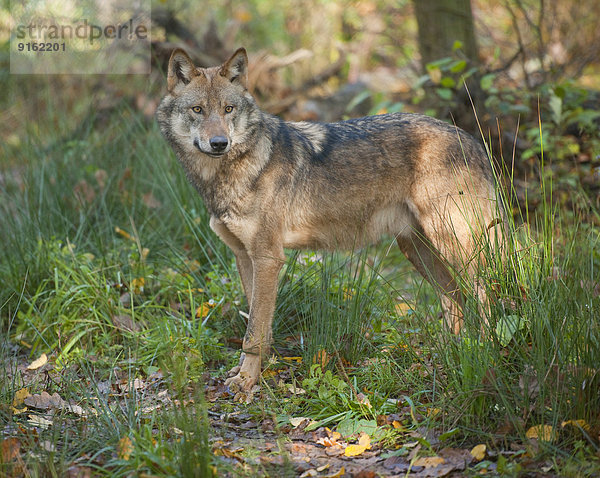 Wolf (Canis lupus)  captive  Bayern  Deutschland