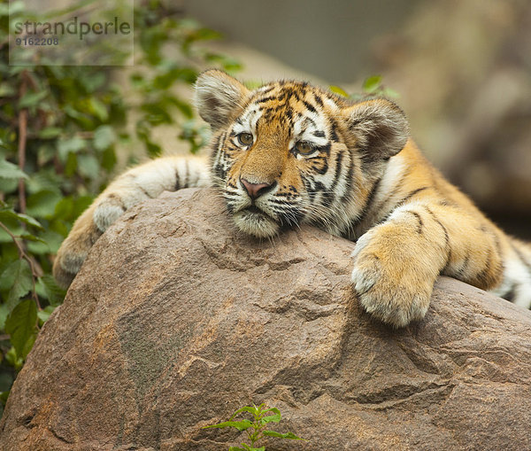 Sibirischer Tiger oder Amurtiger (Panthera tigris altaica)  Jungtier  captive  Sachsen  Deutschland