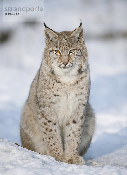 Eurasischer Luchs  Nordluchs (Lynx lynx)  Jungtier sitzt im Schnee  captive  Bayern  Deutschland