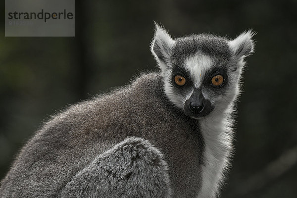 Katta (Lemur catta)  captive  Westliche Kapprovinz  Südafrika