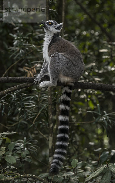Katta (Lemur catta)  captive  Westliche Kapprovinz  Südafrika