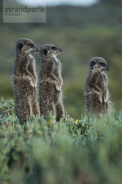Drei Erdmännchen (Suricata suricatta)  Kleine Karoo  Westkap  Südafrika