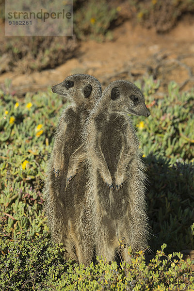 Zwei Erdmännchen (Suricata suricatta) sehen in entgegengesetzte Richtung  Kleine Karoo  Westliche Kapprovinz  Südafrika