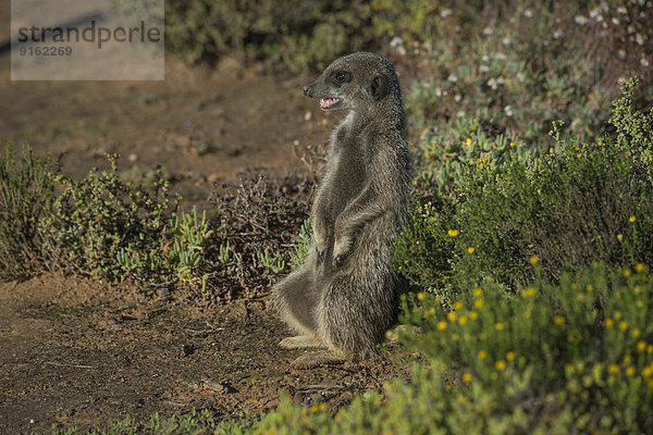 Erdmännchen (Suricata suricatta) gähnt  Kleine Karoo  Westkap  Südafrika