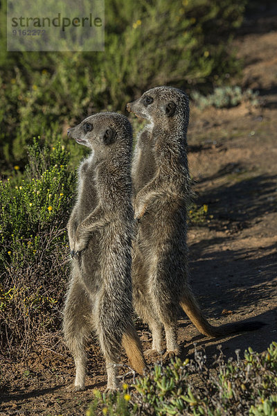 Zwei Erdmännchen (Suricata suricatta)  Kleine Karoo  Westliche Kapprovinz  Südafrika
