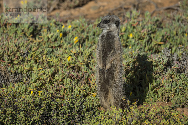 Erdmännchen (Suricata suricatta)  Kleine Karoo  Westkap  Südafrika