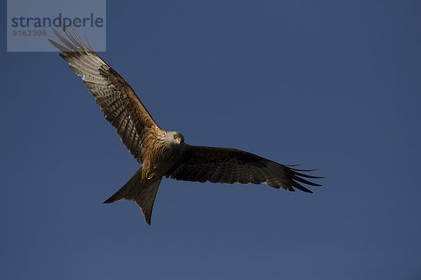 Rotmilan (Milvus milvus)  Mecklenburg-Vorpommern  Deutschland